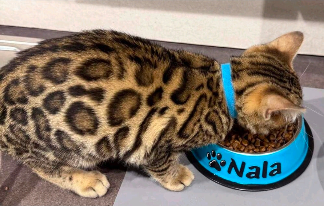 Personalised Pet Bowl β Custom Name Dog & Cat Food Bowl